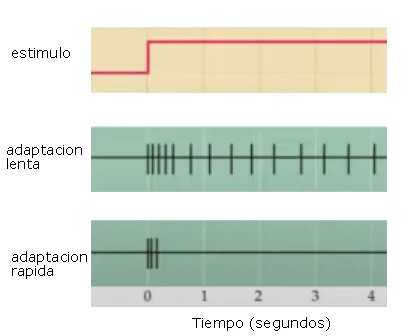 Comparación de adaptación lenta y rápida de un receptor sensorial ante un estímulo sostenido en el tiempo