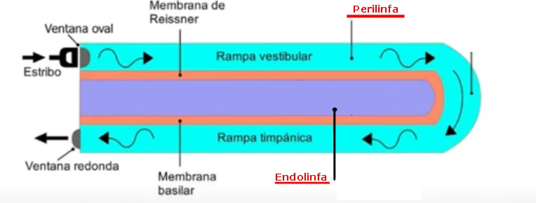 Anatomía de la cóclea: rampa vestibular y timpánica, membrana de Reissner y basilar, perilinfa y endolinfa