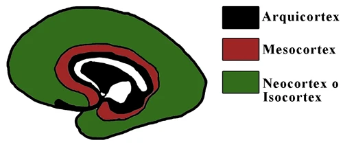 Diagrama del Arquicórtex, Mesocórtex y Neocórtex (o Isocórtex) en un corte medial del cerebro