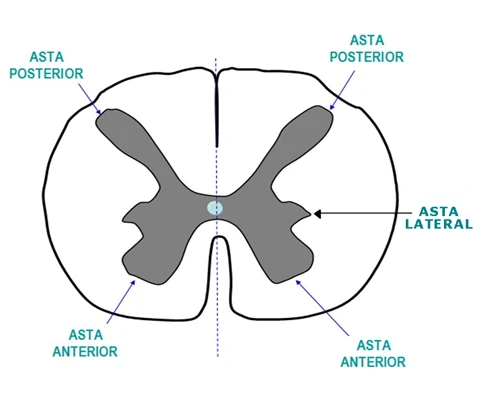 Corte transversal de la médula espinal mostrando el asta posterior, el asta anterior y el asta lateral