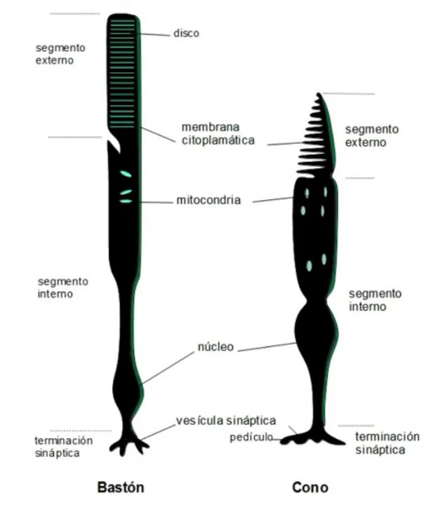 Comparación de la estructura de un bastón y un cono: disco, segmento externo e interno, mitocondria, núcleo y terminación sináptica