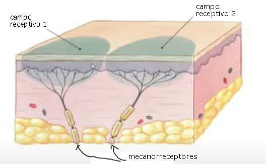 Corte transversal de la piel mostrando dos campos receptivos de mecanorreceptores