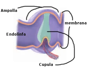 Corte de un canal semicircular mostrando la ampolla, la cúpula y la endolinfa