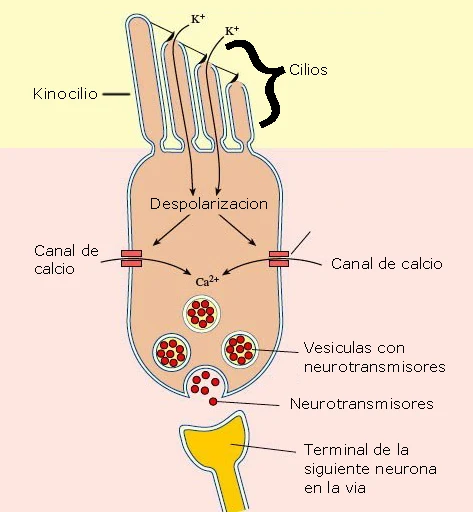 Célula ciliada sin axón: cilios, kinocilio, canales de K+ y Ca2+, vesículas con neurotransmisores liberados hacia la siguiente neurona