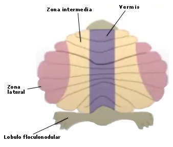 Vista dorsal del cerebelo señalando la zona intermedia, el vermis, la zona lateral y el lóbulo floculonodular