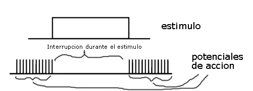 Código temporal 3: si la fibra ya venía descargando potenciales de acción, el estímulo interrumpe esa descarga