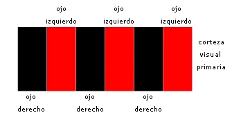 Columnas de dominancia ocular en la corteza visual primaria, alternando entre ojo izquierdo y ojo derecho