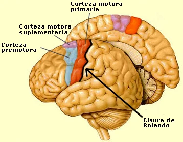 Vista lateral del cerebro señalando la corteza motora primaria, la corteza motora suplementaria, la corteza premotora y la cisura de Rolando
