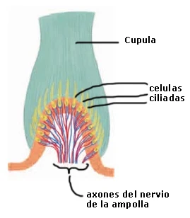 Detalle de la cúpula con las células ciliadas y los axones del nervio de la ampolla