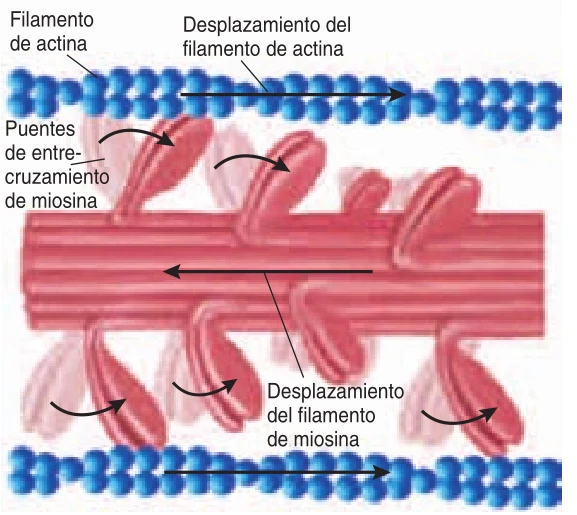 Diagrama del desplazamiento de los filamentos de actina y de los puentes de entrecruzamiento de miosina durante la contracción muscular