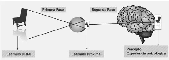 Estimulo distal. Estimulo proximal. Percepto. Experiencia psicologica. Psicologia cognitiva. Que es la percepcion