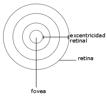 Diagrama de la excentricidad retinal: distancia desde la fóvea hacia otro punto de la retina