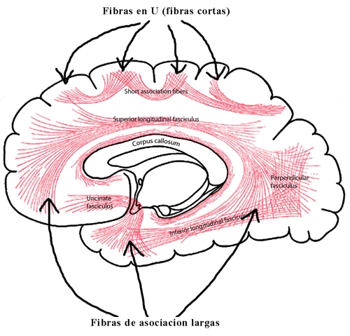 Fibras de asociación cortas (en U) y largas que conectan distintas zonas de la corteza cerebral del mismo hemisferio, junto al cuerpo calloso