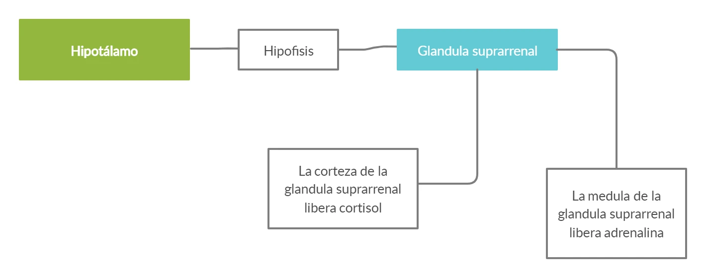 Cadena hormonal del estrés: el hipotálamo actúa sobre la hipófisis y esta sobre la glándula suprarrenal, cuya corteza libera cortisol y cuya médula libera adrenalina