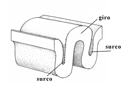 Diagrama de un giro (elevación) y un surco (depresión) en la corteza cerebral plegada