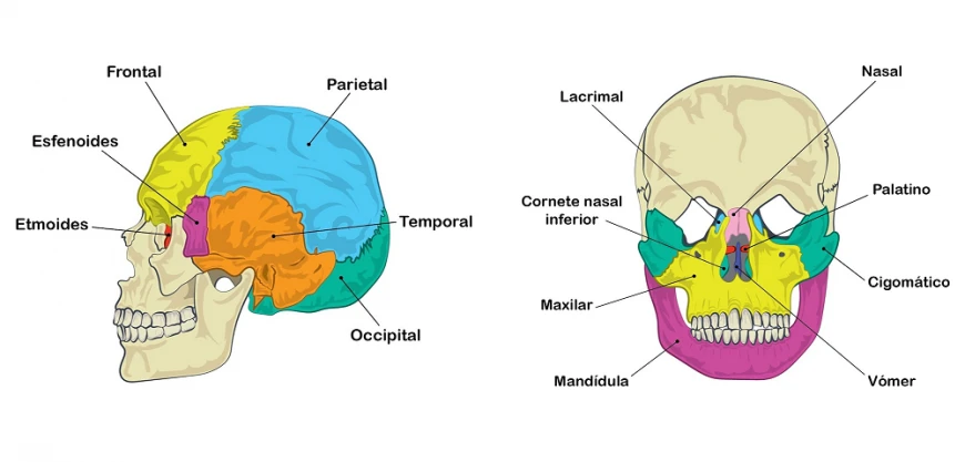 Huesos del cráneo (frontal, parietal, temporal, occipital, esfenoides, etmoides, nasal, lacrimal, cigómatico, maxilar, mandíbula) en vista lateral y frontal