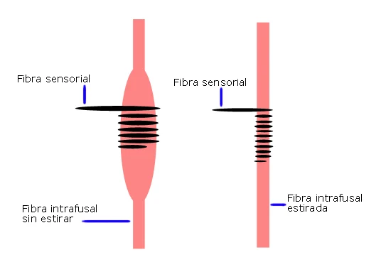 Huso muscular con fibra intrafusal sin estirar y estirada, y la fibra sensorial que detecta el estiramiento