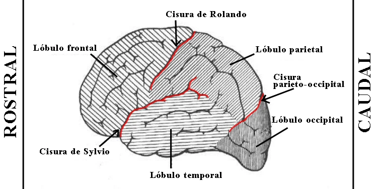 Lóbulos cerebrales (frontal, parietal, temporal, occipital) y las cisuras de Rolando, de Silvio y parieto-occipital, vistos desde una vista lateral