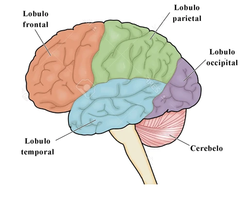 Lóbulos frontal, parietal, temporal y occipital, y el cerebelo, en una vista lateral del cerebro