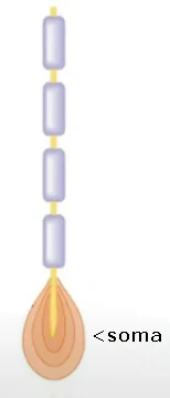 Diagrama de un mecanorreceptor cutáneo con axón: el estímulo mecánico deforma el soma y genera el potencial receptor