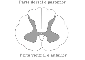Corte transversal simple de la médula espinal mostrando la parte dorsal/posterior y ventral/anterior
