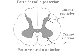 Corte transversal de la médula espinal señalando el cuerno posterior y el cuerno anterior