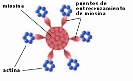 Diagrama de una miofibrilla en corte transversal mostrando los filamentos de miosina y actina y los puentes de entrecruzamiento de miosina