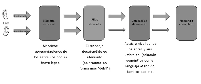 modelo de filtro atenuado (1960) por Anne Treisman. procesos cognitivos. que es la atencion. psicologia. resumen