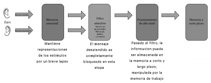 modelo de filtro rigido de donald broadbent (1958). procesos cognitivos. que es la atencion. psicologia. resumen