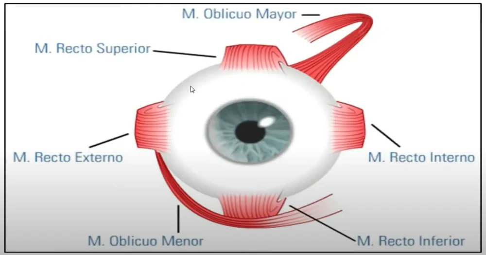 Diagrama de los 6 músculos del ojo: oblicuo mayor y menor, recto superior, inferior, interno y externo