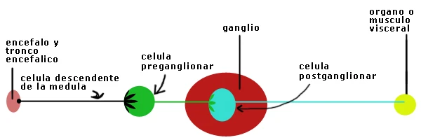 Célula preganglionar (en el enccéfalo o médula) haciendo sinapsis en el ganglio con la célula postganglionar, que llega al órgano o músculo visceral
