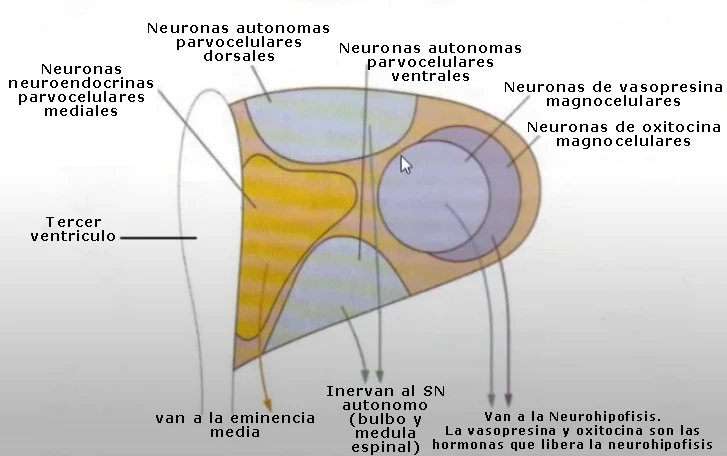 Núcleos del hipotálamo: neuronas neuroendocrinas parvocelulares mediales, neuronas autónomas parvocelulares dorsales y ventrales, neuronas de vasopresina y oxitocina magnocelulares, en relación al tercer ventrículo