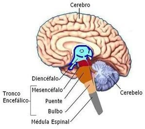 Partes del encéfalo: Cerebro, Diencéfalo, Tronco Encefálico (mesencéfalo, puente, bulbo) y Cerebelo, con la médula espinal