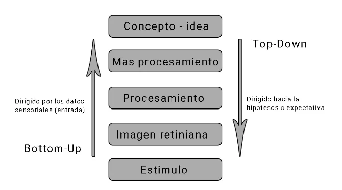 Procesos bottom-up y top-down. Procesos cognitivos. Que es la percepcion. Psicologia basica