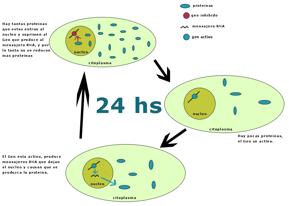 Bucle de retroalimentación transcripcional negativa del reloj molecular: cuando hay pocas proteínas el gen se activa y produce ARN mensajero, que sale del núcleo y genera más proteínas; cuando se acumulan demasiadas, inhiben al gen. El ciclo completo dura 24 horas