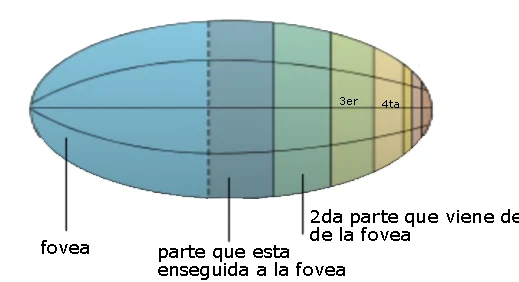 Representación retinotópica en la corteza visual: la fóvea tiene la mayor representación y disminuye hacia la periferia