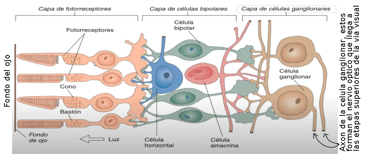 Circuito de la retina desde el fondo del ojo: fotorreceptores, células horizontales, bipolares, amacrinas y ganglionares, con el axón que forma el nervio óptico
