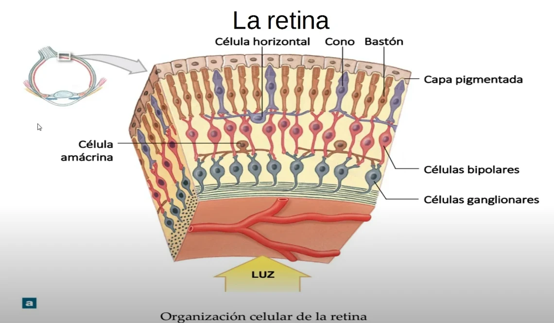 Organización celular de la retina: capa pigmentada, conos y bastones, células bipolares y células ganglionares