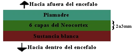 Las 6 capas del Neocórtex entre la piamadre y la sustancia blanca, con un espesor de 2 a 3mm