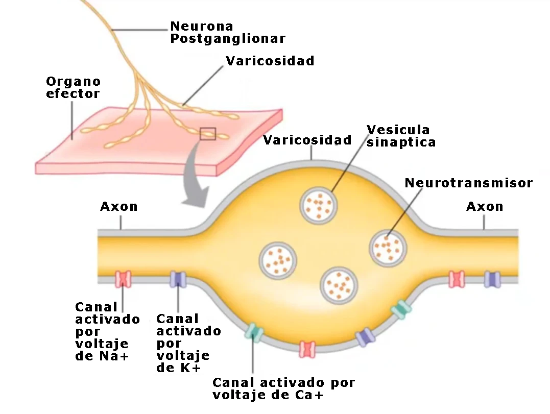 Neurona postganglionar con varicosidades sobre el órgano efector, y detalle de una varicosidad con vesículas sinápticas, neurotransmisor y canales activados por voltaje