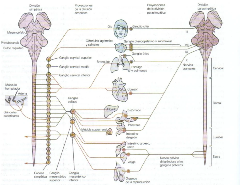 Divisiones simpática y parasimpática del sistema nervioso autónomo, con sus proyecciones hacia los distintos órganos (ojo, glándulas, bronquios, corazón, hígado, estómago, intestinos, vejiga)