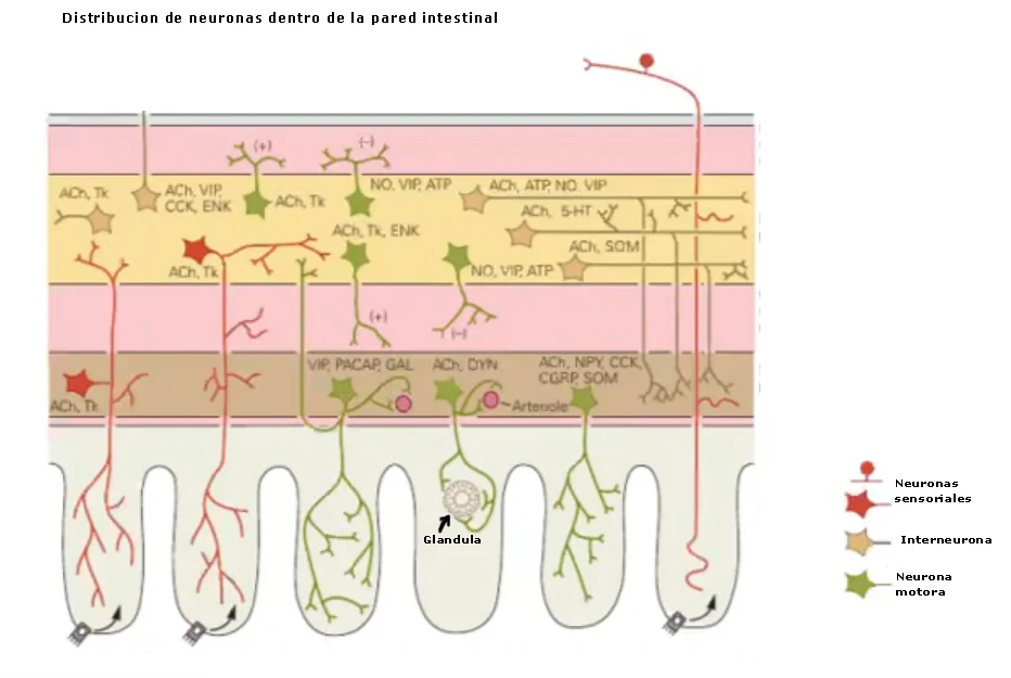 Distribución de neuronas dentro de la pared intestinal: neuronas sensoriales, interneuronas y neuronas motoras, organizadas en capas junto a glándulas y arteriolas