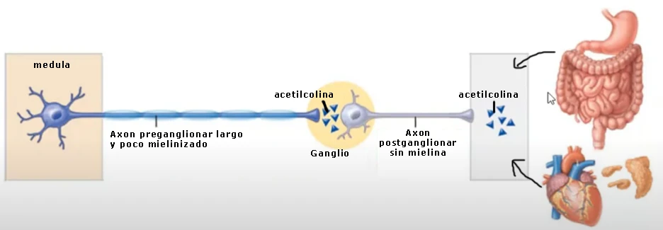 Vía parasimpática: axón preganglionar largo y poco mielinizado que hace sinapsis liberando acetilcolina en un ganglio cercano al órgano efector, y axón postganglionar corto sin mielina que libera acetilcolina sobre el órgano