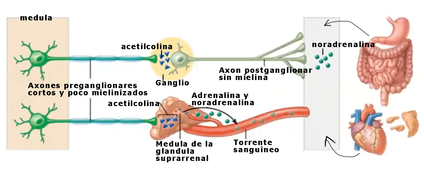 Vía simpática: axones preganglionares cortos y poco mielinizados hacen sinapsis liberando acetilcolina en el ganglio o en la médula de la glándula suprarrenal, que libera adrenalina y noradrenalina al torrente sanguíneo hacia órganos como el corazón y el intestino