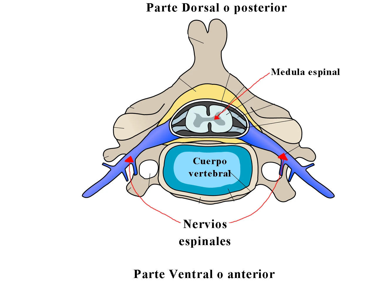 Corte de una vértebra mostrando el cuerpo vertebral, la médula espinal y los nervios espinales saliendo a cada lado